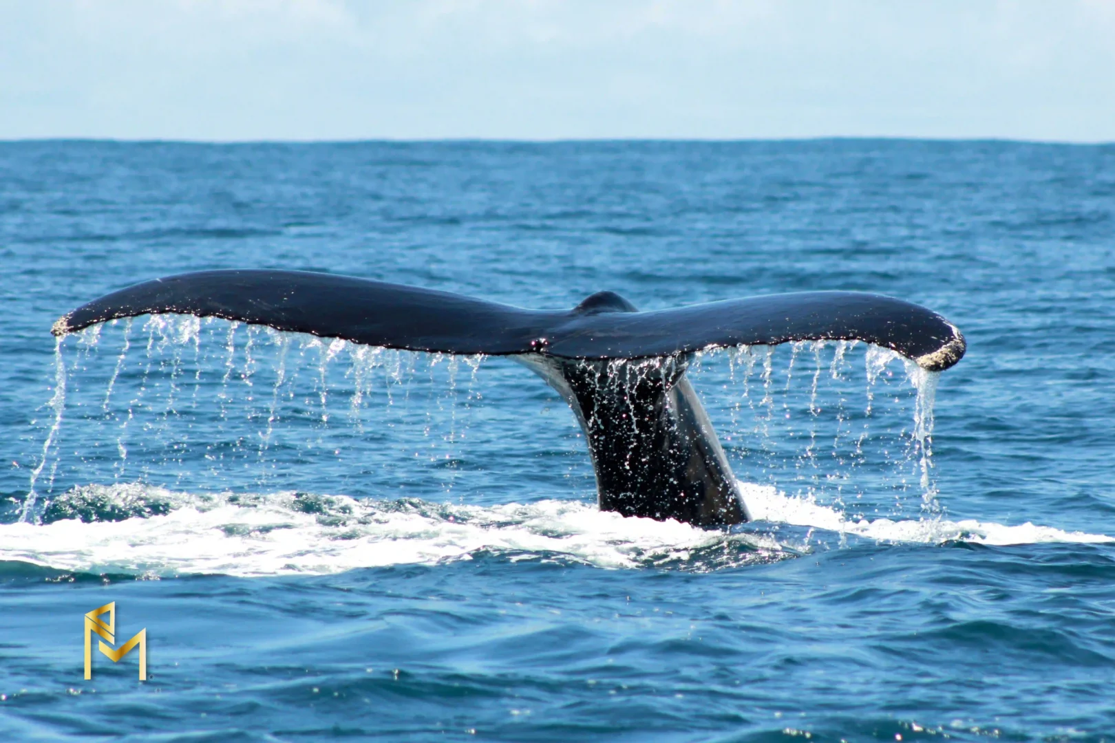 Whale Watching in Uvita