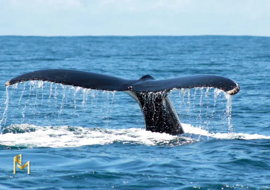 Whale Watching in Uvita